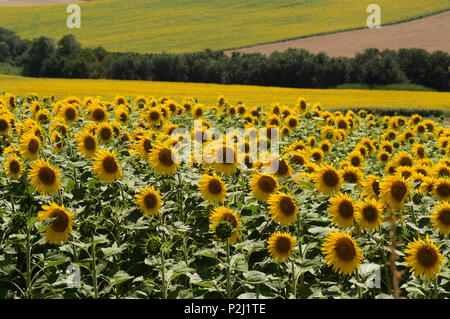 Riesige Felder mit Sonnenblumen in der Nähe von Cordoba, Andalusien, Spanien Stockfoto
