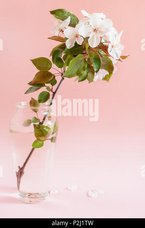 Nasse Zweig von pink Apple tree steht in einem Glas Vase auf rosa Hintergrund. Stockfoto