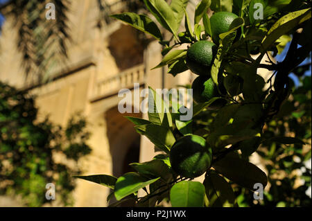 Grüne Orangen auf dem Baum im Garten in der Mezquita in Abend, Cordoba, Andalusien, Spanien Stockfoto