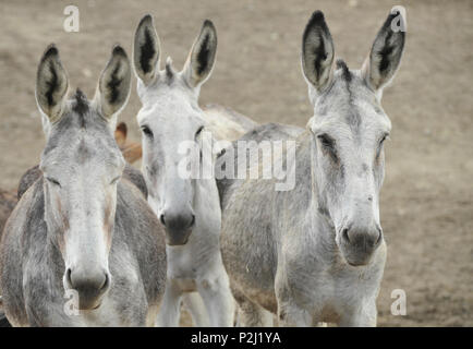 Drei andalusische Esel, Stute und Fohlen, in der Nähe von Granada, Andalusien, Spanien Stockfoto