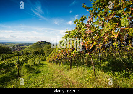 Burgruine und Weinberge, Staufen im Breisgau, Schwarzwald, Baden-Württemberg, Deutschland Stockfoto