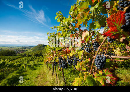 Burgruine und Weinberge, Staufen im Breisgau, Schwarzwald, Baden-Württemberg, Deutschland Stockfoto