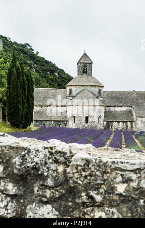 Notre Dame De Senanque Abtei, in der Nähe von Gordes, Departement Vaucluse, Provence-Alpes-Cote d'Azur, Provence, Frankreich Stockfoto