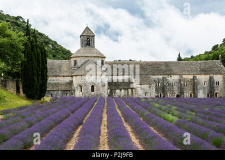 Notre Dame De Senanque Abtei, in der Nähe von Gordes, Departement Vaucluse, Provence-Alpes-Cote d'Azur, Provence, Frankreich Stockfoto