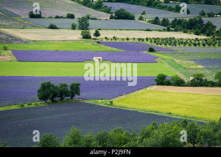 Lavendel Feldern, in der Nähe von Sault, Departement Vaucluse, Provence-Alpes-Cote d'Azur, Provence, Frankreich Stockfoto