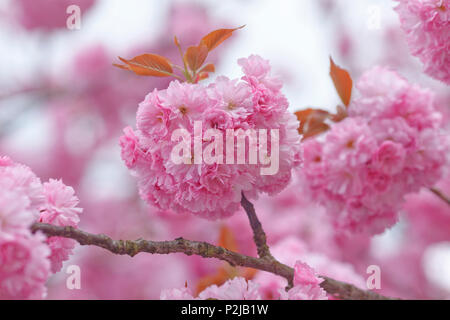 Cherry Blossom, Japanische Kirsche, Lat. Prunus serrulata, im Frühling, München, Oberbayern, Bayern, Deutschland, Europa Stockfoto