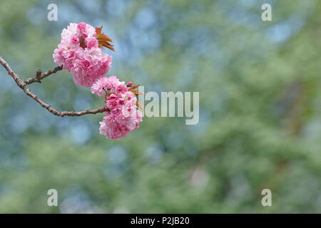 Cherry Blossom, Japanische Kirsche, Lat. Prunus serrulata, im Frühling, München, Oberbayern, Bayern, Deutschland, Europa Stockfoto