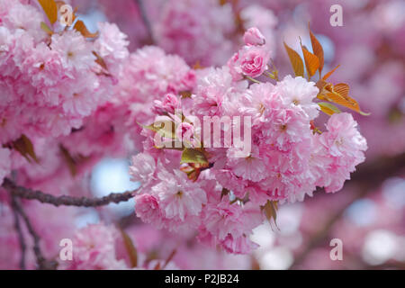 Cherry Blossom, Japanische Kirsche, Lat. Prunus serrulata, Frühling, München, Oberbayern, Bayern, Deutschland, Europa Stockfoto