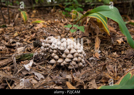 Nahaufnahme der Familie der Pilze wächst auf dem Waldboden unter Moos und Laub im Herbst. Stockfoto