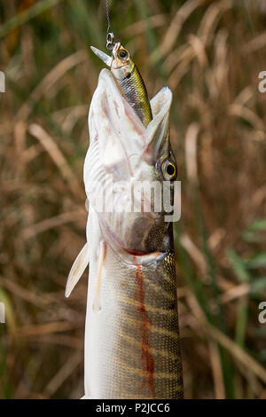 Süßwasser Hecht Fische kennen als Esox lucius. Angeln Konzept, guter Fang - große Süßwasser hecht Fische mit Fischen lure im Mund. Stockfoto