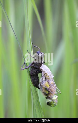 Vier - spotted Chaser oder Skimmer, Libellula quadrimaculata, Schraffur Stockfoto