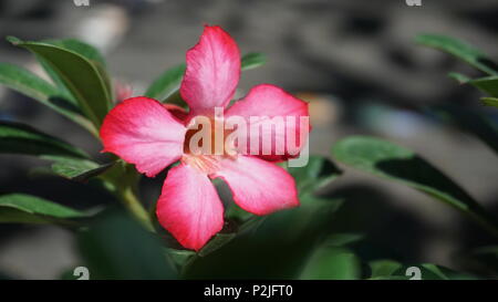 Adeniums Obesum oder als Kamboja Jepang in Indonesien bekannt. Gemeinsame Blume Pflanzen in Gärten um East Region Asien. Stockfoto