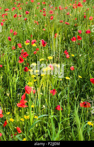 Farbenfrohe Mohn Papaver rhoeas und Mais Glebionis segetum Ringelblumen wachsen in einem Feld an der Ackerflächen Projekt auf West Pentire in Newquay in Co Stockfoto
