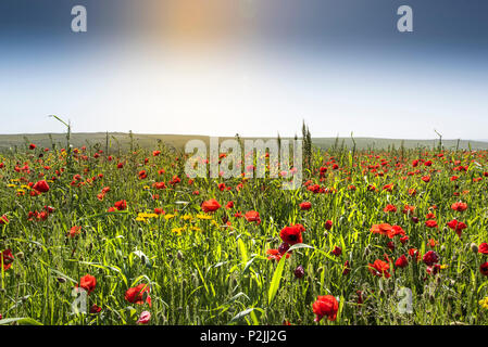 Mohn Papaver rhoeas und Mais Glebionis segetum Ringelblumen wachsen in einem Feld an der Ackerflächen Projekt auf West Pentire in Newquay in Cornwall. Stockfoto