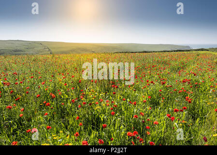 Mohn Papaver rhoeas und Mais Glebionis segetum Ringelblumen wachsen in einem Feld an der Ackerflächen Projekt auf West Pentire in Newquay in Cornwall. Stockfoto
