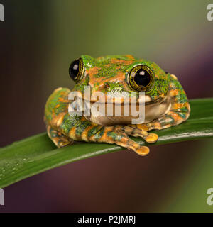 Peacock Laubfrosch (Leptopelis vermiculatus) Stockfoto