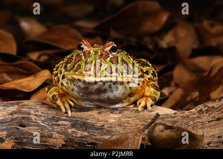 Argentinischer Hornfrosch (Ceratophrys ornata) Stockfoto