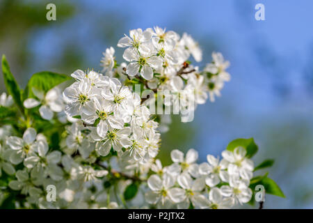 Schöne Cherry Blossom (Cerasus Avium) im Frühling mit blauem Himmel. Stockfoto