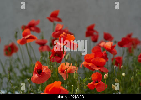 Roter Mohn Blumen. Mohn Blumen und blauer Himmel in der Nähe von München Bayern Deutschland Stockfoto