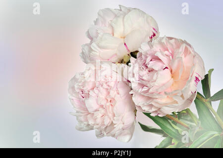 Schönen Blumenstrauß von sanften weiß-rosa Pfingstrosen auf weichen hellen Pastelltönen Hintergrund mit Platz für Text. Konzept der romantischen Liebe Stockfoto