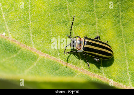 Pigweed Flea Beetle (Disonycha glabrata) Stockfoto