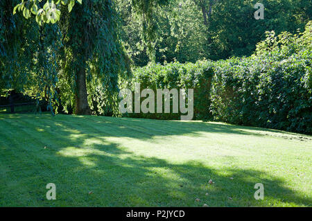 Frische neu getrimmten Rasen von Bäumen in einem Sommer sonnigen Garten, Schweden umgeben. Stockfoto