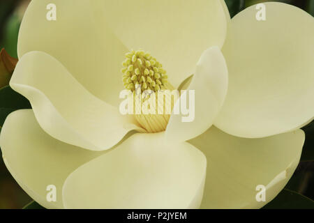 Der blühende Baum der Magnolia grandiflora, auch bekannt als die Südlichen Magnolia. Stockfoto