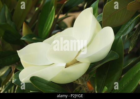 Der blühende Baum der Magnolia grandiflora, auch bekannt als die Südlichen Magnolia. Stockfoto