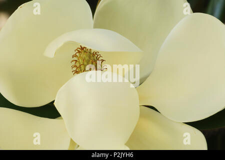 Der blühende Baum der Magnolia grandiflora, auch bekannt als die Südlichen Magnolia. Stockfoto