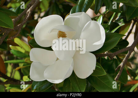 Der blühende Baum der Magnolia grandiflora, auch bekannt als die Südlichen Magnolia. Stockfoto