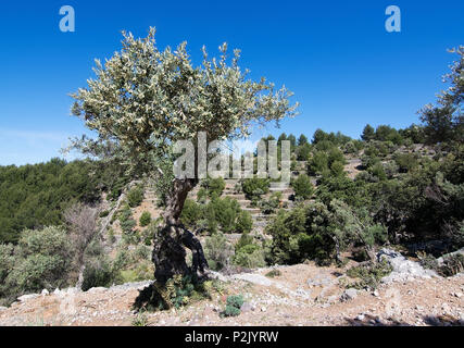 Olivenbaum in natürlicher Landschaft Ansicht im Tramuntana Gebirge zwischen Soller und Cala Tuent, Mallorca, Balearen, Spanien. Stockfoto