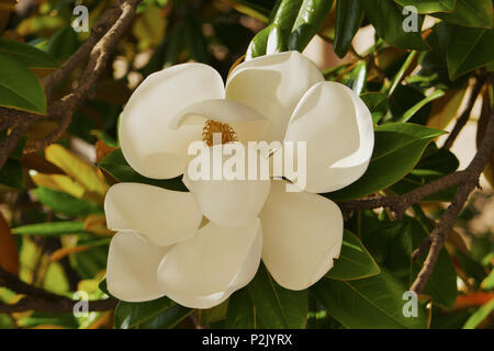 Der blühende Baum der Magnolia grandiflora, auch bekannt als die Südlichen Magnolia. Stockfoto