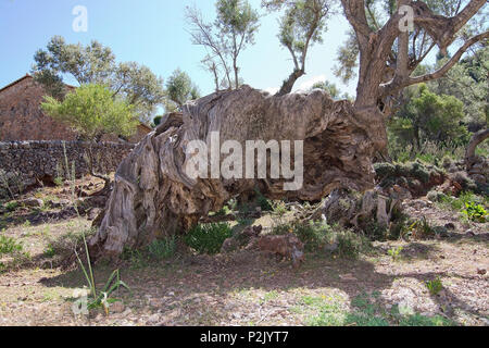 Olivenbaum im Tramuntana Gebirge zwischen Soller und Cala Tuent, Mallorca, Balearen, Spanien. Stockfoto