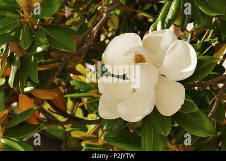 Der blühende Baum der Magnolia grandiflora, auch bekannt als die Südlichen Magnolia. Stockfoto