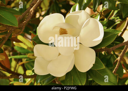 Der blühende Baum der Magnolia grandiflora, auch bekannt als die Südlichen Magnolia. Stockfoto