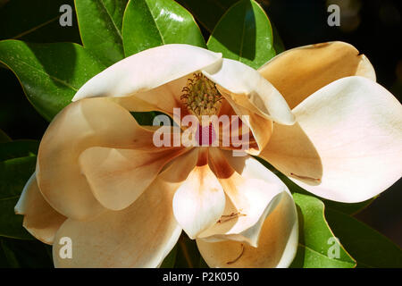 Der blühende Baum der Magnolia grandiflora, auch bekannt als die Südlichen Magnolia. Stockfoto