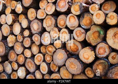 Stapel von frisch geschnittenem Holz im Tay Forest, Kenmore Stockfoto