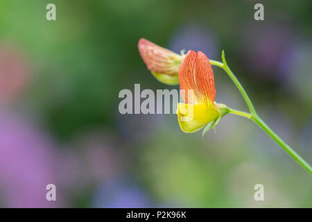 Lathyrus belinensis 'Goldmine'. Die Belin Erbse Blüte im Juni. Großbritannien Stockfoto