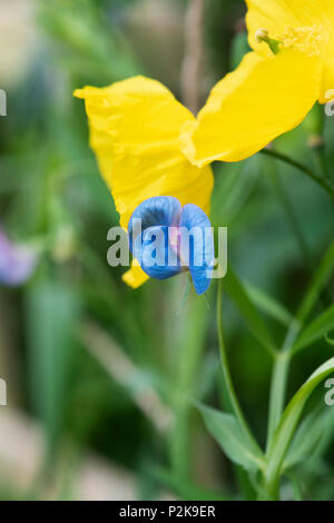 Lathyrus sativus var. Azureus. Platterbsen Erbse. Sweet Pea. Gras Erbse Blüte im Juni. Großbritannien Stockfoto