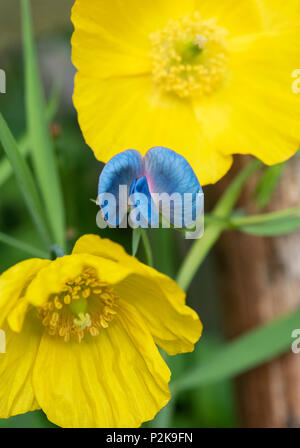 Lathyrus sativus var. Azureus. Platterbsen Erbse. Sweet Pea. Gras Erbse Blüte im Juni. Großbritannien Stockfoto