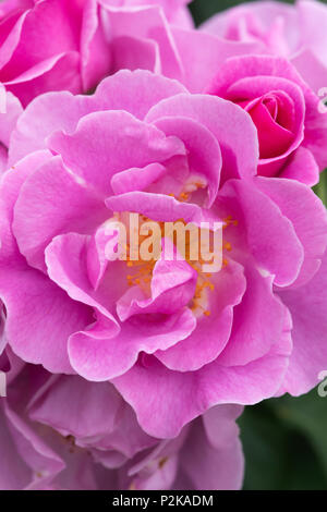 Rosa 'Lucky!'/Frylucy. Floribunda Rose' Glück!" Stockfoto