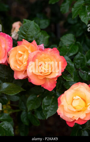 Rosa'Jam und Jerusalem". Floribunda rose Stockfoto