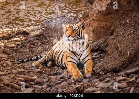 Männlichen sub-nach Bengal Tiger (Panthera tigris) in Ruhe suchen auf felsigen Boden von einem Wasserloch, Ranthambore Nationalpark, Rajasthan, Nordindien Stockfoto