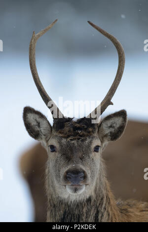 Red Deer männlichen Kopf, Portrait, Winter, (Cervus elaphus) Stockfoto