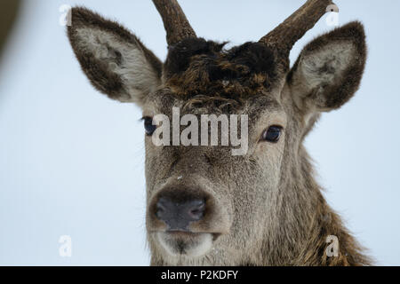 Red Deer männlichen Kopf, Portrait, Winter, (Cervus elaphus) Stockfoto