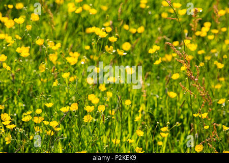 Heu Wiesen voller Butterblumen in der Nähe von Blelham Tarn, Lake District, England. Stockfoto