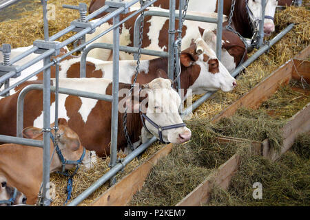 Braune Kühe essen Heu im Stall auf dem Bauernhof Stockfoto