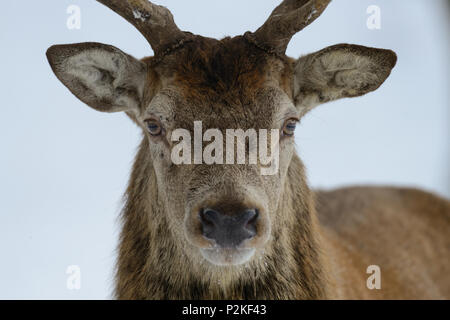 Red Deer männlichen Kopf, Portrait, Winter, (Cervus elaphus) Stockfoto