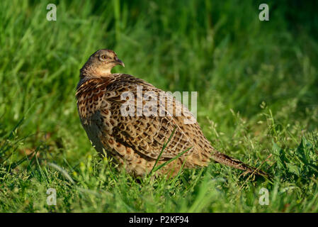 Fasan Henne sitzen auf der Wiese, Frühling, (Phasianus colchicus) Stockfoto