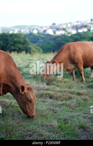 Fütterung Kühe in einem Feld in Cornwall. Stockfoto